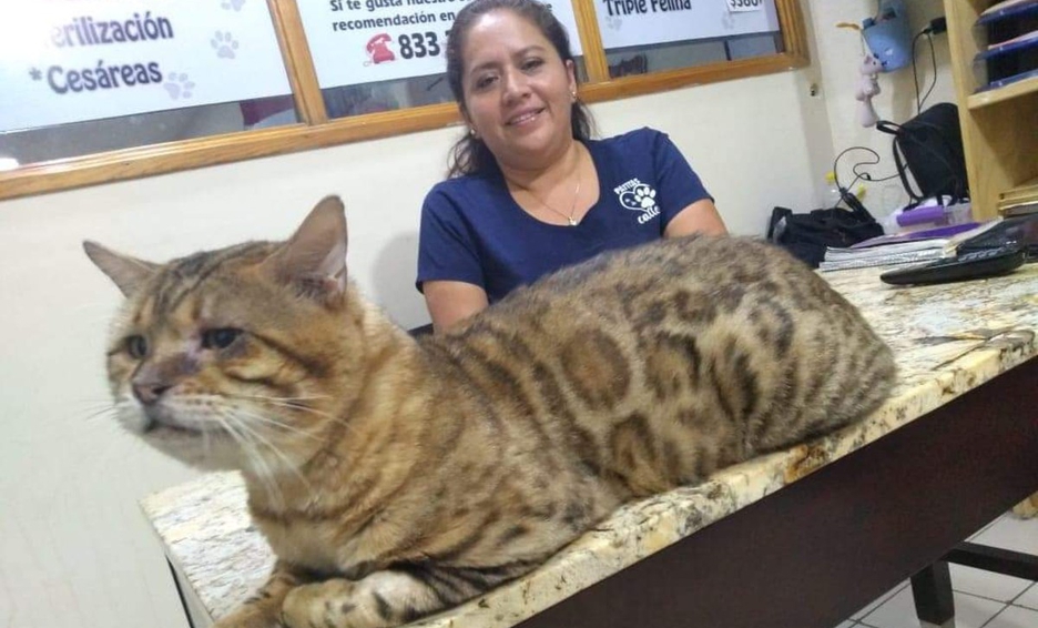 Photo of Rescatan gato gigante en parque de Tampico; lo confunden con leopardo