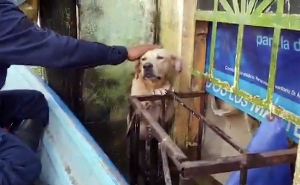 Photo of Marina adopta perrito que rescató en inundaciones de Tabasco