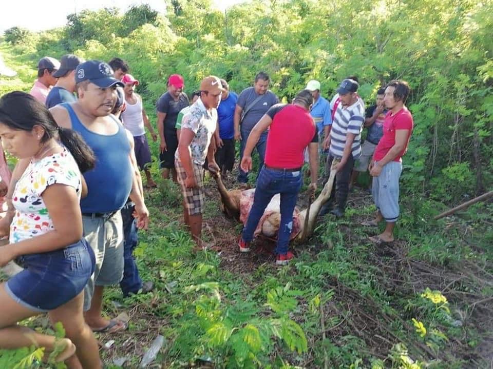 Photo of Rapiña de cerdos en el tramo Hecelchaká en la vía Campeche-Mérida