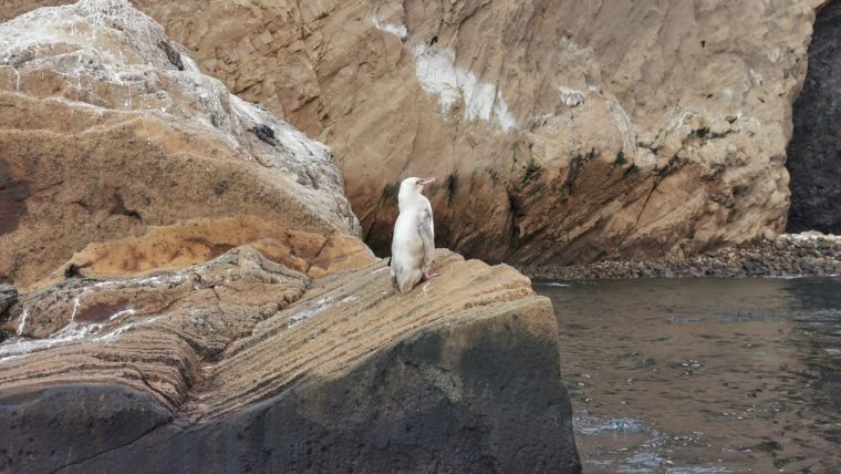 Photo of Avistan un raro pingüino blanco en Galápagos