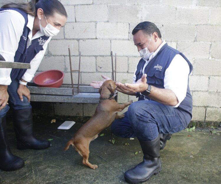 Photo of Ayuntamiento de Mérida amplía acciones de vacunación canina y felina gratuita