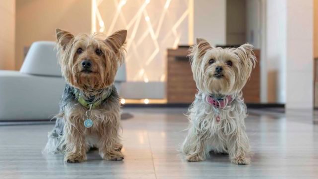 Photo of Banco lanza seguro para mascotas; cubre a perros y gatos de hasta 12 años