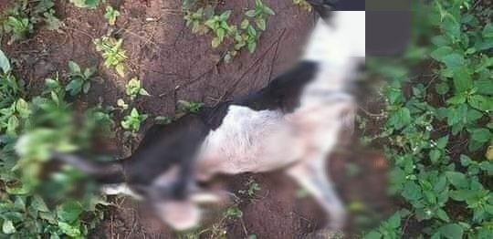 Photo of Denuncian atroz maltrato animal en Tekax