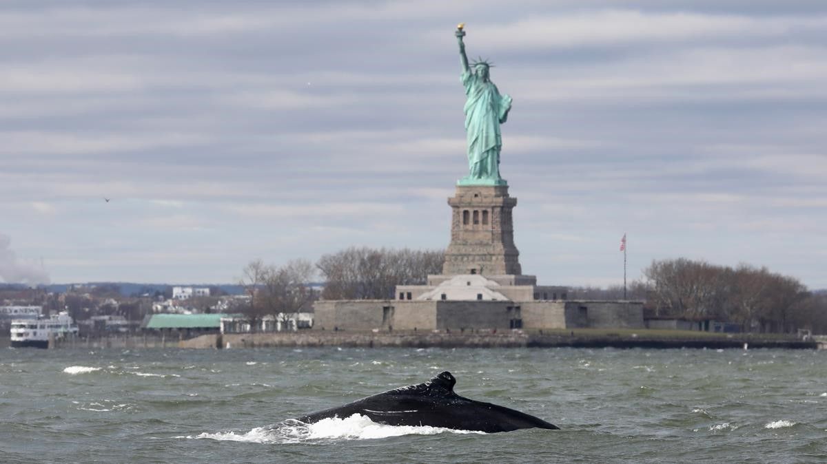 Photo of Una ballena sorprendió a los paseantes en las aguas de la estatua de la Libertad