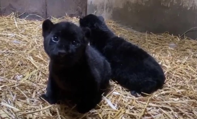 Photo of Nacen dos jaguares melánicos en zoológico de Morelia