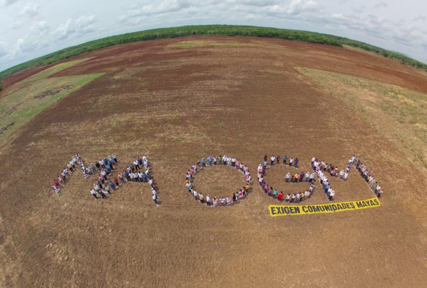 Photo of Hopelchén, epicentro de la ilegalidad, pese a prohibición siembran transgénicos