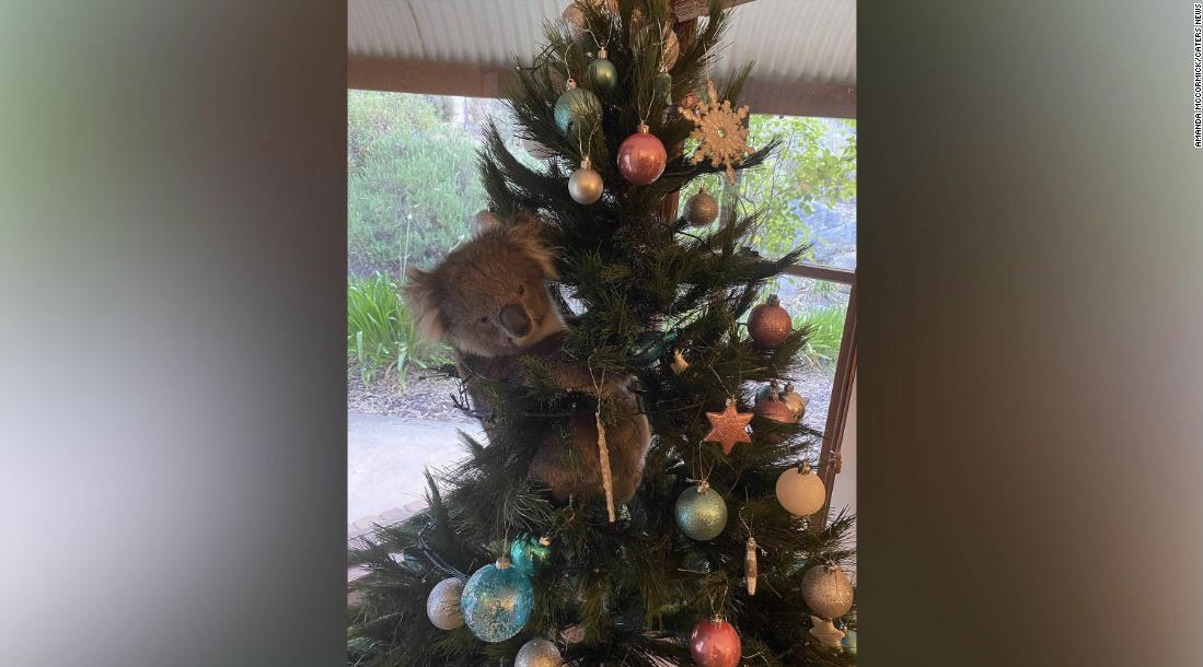 Photo of Familia encuentra un koala en su árbol de Navidad
