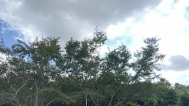 Photo of Yucatán tendrá una Nochebuena y Navidad con “heladez”