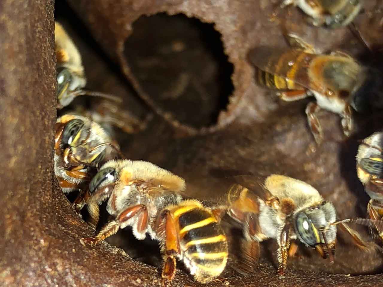 Photo of Maní impulsará la abeja melipona a través del turismo