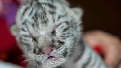 Photo of Por primera vez nace una tigresa blanca en cautiverio en América Central