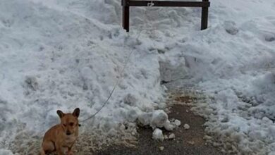 Photo of Abandonan a perrito en medio de la nieve