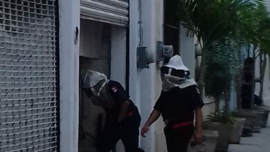 Photo of Enjambre de abejas ataca a personas que podaban un árbol