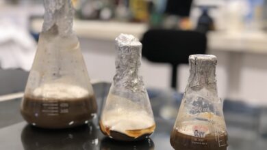 Photo of Yucatán patente combustible a partir del ramón