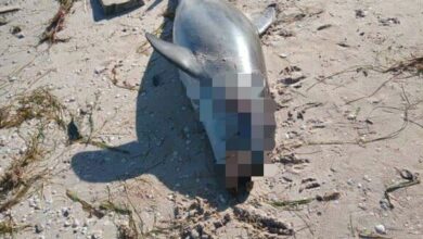 Photo of Aparece otro delfín muerto, ahora en San Crisanto