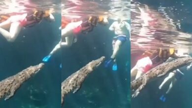 Photo of Sin darse cuenta turistas nadan con un cocodrilo en un cenote de Tulum, Q.Roo