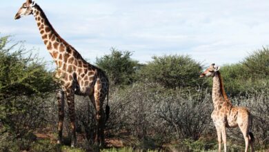 Photo of ¡Increíble! Descubren a dos jirafas enanas en África