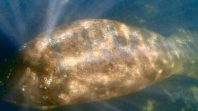 Photo of Tallan la palabra ‘Trump’ en lomo de manatí en Florida; se busca responsables