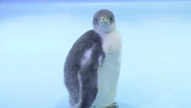 Photo of Nace por primera vez un pingüino en la CDMX, se llama Alex