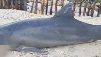 Photo of Encuentran a delfín muerto en playas de Chelem