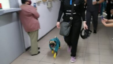 Photo of Harley «el Tuerto», perro terapeuta alivia estrés de médicos y enfermeras yucatecos del Issste
