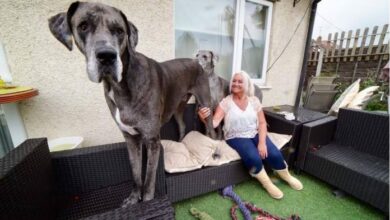 Photo of Muere Freddy, el perro más alto del mundo