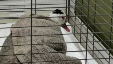 Photo of Abandonan a una pata en Plaza Akrópolis; presenta heridas