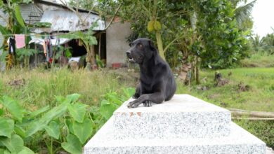 Photo of Mino, la perrita que lleva 3 años junto a la tumba de su dueño, quién se ahogó en Vietnam