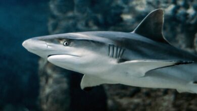 Photo of Vacuna de Covid-19 podría acabar con medio millón de tiburones