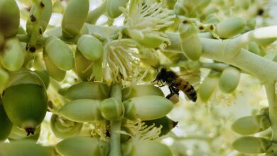 Photo of Genética de abejas mejora producción de miel: Investigadores de la Uady