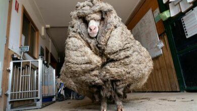 Photo of Baarack, una oveja vagabunda y enferma con 35 kilos de lana, ha sido rescatada en un bosque de Australia