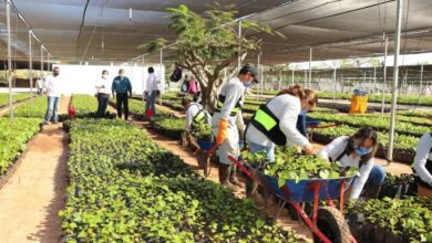 Photo of Comienza distribución de plantas frutales para fortalecer la producción yucateca