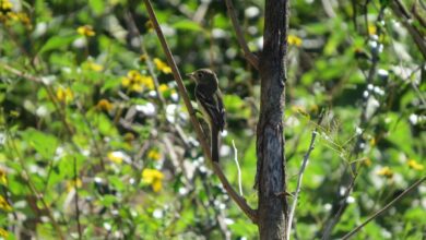 Photo of Reserva Ecológica “Cuxtal”, con beneficios a ecosistemas
