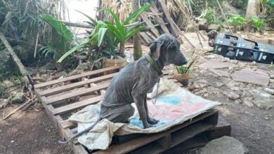 Photo of Arrojan aceite quemado a una perrita en Tizimín
