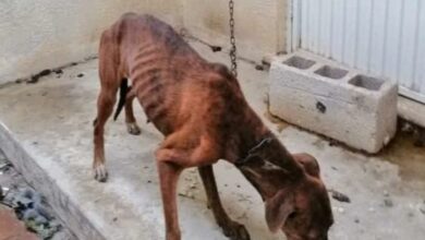 Photo of Ayuntamiento rescata a perrita maltratada en Caucel