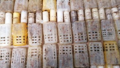 Photo of Guardia Nacional asegura abejas en el aeropuerto de Mérida