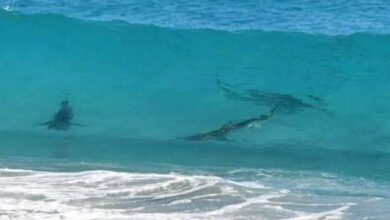 Photo of Prohíben nadar en Xcalacoco, tras avistamiento de tiburones
