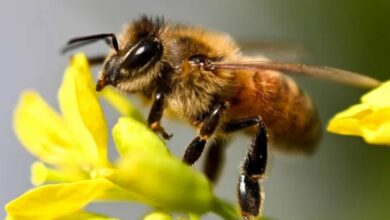 Photo of Tras helada mariposas y abejas están sin comida… ¡Necesitan ayuda!