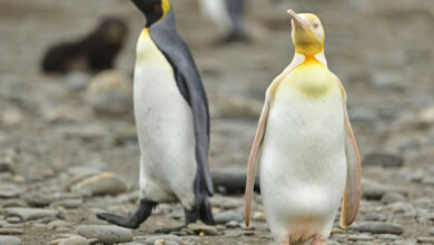 Photo of Fotografían a un pingüino amarillo en una isla en Georgia