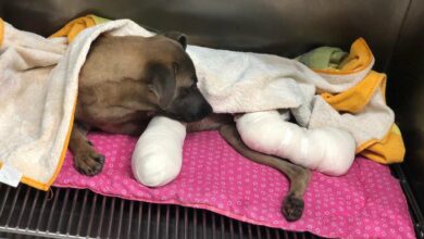 Photo of Pareja mutila patitas a perrita en Tabasco