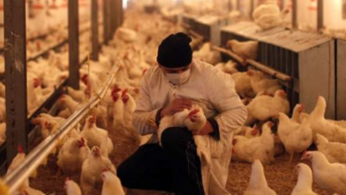 Photo of Rusia reporta primeros casos de gripe aviar H5N8 en humanos