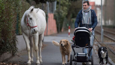 Photo of “Jenny”, la yegua que  pasea sola por Fráncfort