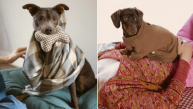 Photo of Zara lanza línea de ropa para mascotas