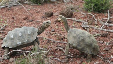 Photo of Centenares de tortugas gigantes han sido liberadas en las Islas Galápagos
