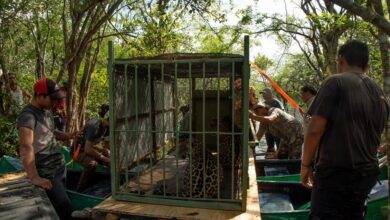 Photo of Dos jaguares hembra fueron rescatadas hace 4 años en Calakmul y ahora liberadas en su hábitat en la selva de Q. Roo