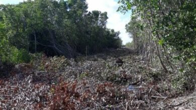 Photo of Denuncian anónima pone en evidencia de nuevo el ecocidio en la Reserva Ría Lagartos