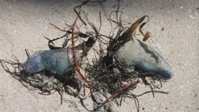 Photo of Aparece ‘agua mala’ en playas de Progreso; alertan sobre medusas