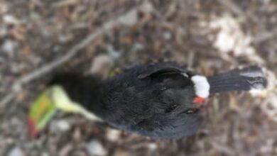 Photo of Denuncian en redes sociales la muerte de otro tucán en Yucatán