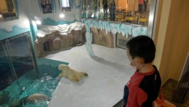 Photo of Hotel chino crea polémica por tener osos polares de principal atractivo