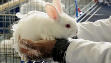 Photo of Yucatán pide vacunas para combatir enfermedad hemorrágica viral en Conejos
