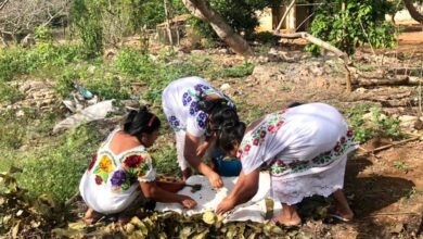 Photo of Graban en Tixcuytún un episodio de Grain Planet, el “Planeta de las Semillas”